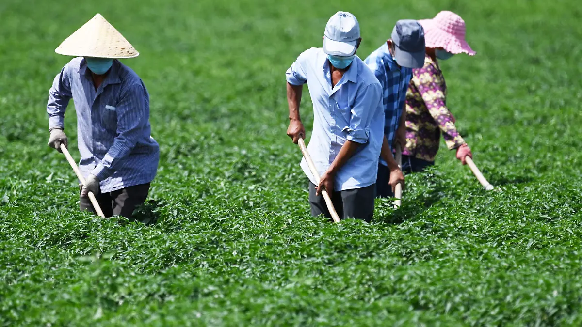 01 2021-06-29T120000Z_1588419986_MT1IMGCN000CU89BH_RTRMADP_3_CHINA-CHINESE-FARMER-FARMING-BAZHOU-XINJIANG